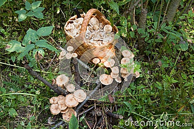 Birchbark basket full of mushrooms Stock Photo