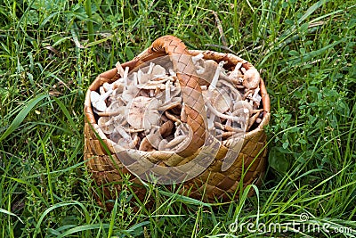 Birchbark basket full of mushrooms Stock Photo