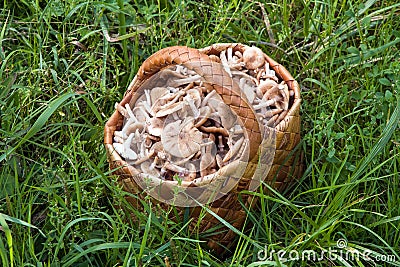 Birchbark basket full of mushrooms Stock Photo