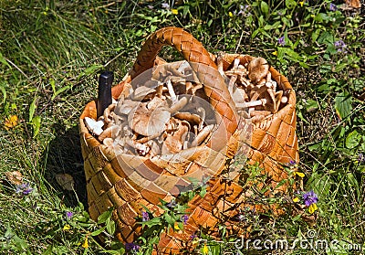 Birchbark basket full of mushrooms Stock Photo