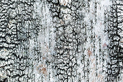 Birchbark texture Stock Photo