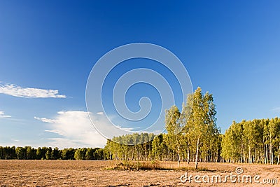 Birchen forest Stock Photo