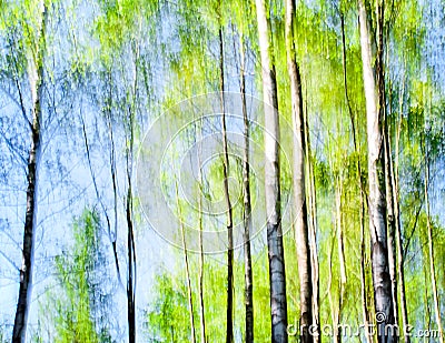 Birches abstract in spring colors Stock Photo