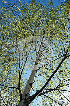 Birches with black and white birch bark and young green leaves, in early spring against a blue sky. The concept of nature, peace, Stock Photo