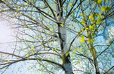 Birches with black and white birch bark and young green leaves, in early spring against a blue sky. The concept of nature, peace, Stock Photo
