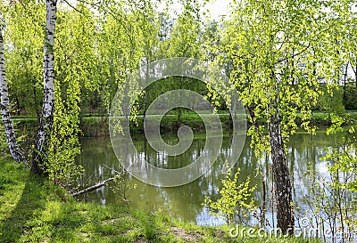 Birches by the lake Stock Photo