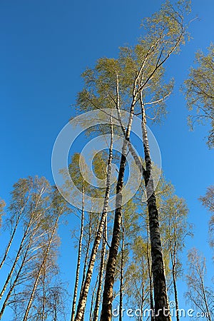 Birches in spring Stock Photo