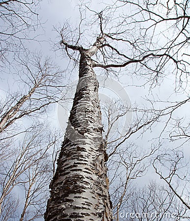 Birches in winter Stock Photo