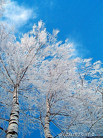 Birches in winter Stock Photo