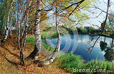 Birchwood on coast of lake. Stock Photo