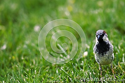 Bird Stock Photo