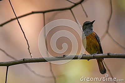 Bird africa travel wildlife nature Stock Photo