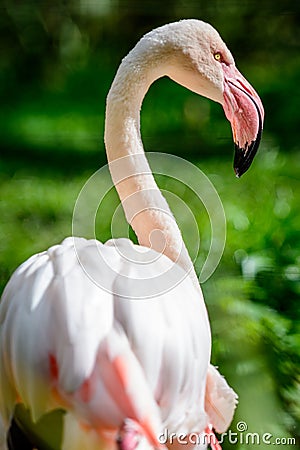 Bird American flamingo Stock Photo