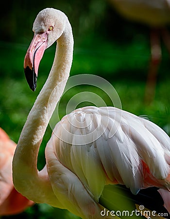 Bird American flamingo Stock Photo