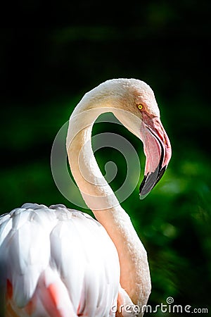 Bird American flamingo Stock Photo