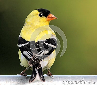 Bird - American Goldfinch Stock Photo