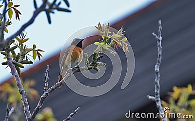 Bird american robin Stock Photo