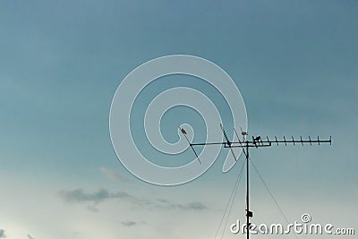 Bird on antenna Stock Photo