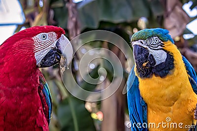 Bird Ara ararauna and Red macaw eating , blue and yellow macaw aka Arara Caninde and red macaw, exotics brazilian birds Stock Photo