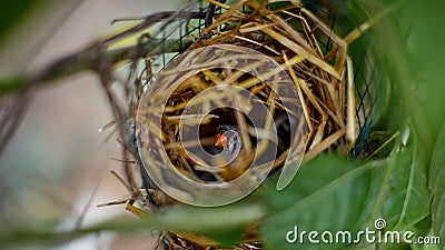A bird in an artificial nest in captivity incubates eggs Stock Photo