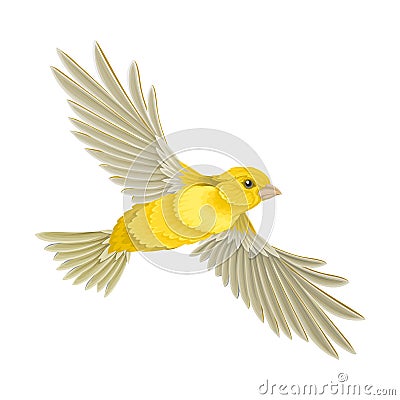 Bird as Warm-blooded Vertebrates or Aves with Feathers and Toothless Beaked Jaw Vector Illustration Vector Illustration