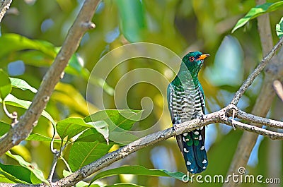 Bird (Asian Emerald Cuckoo) , Thailand Stock Photo