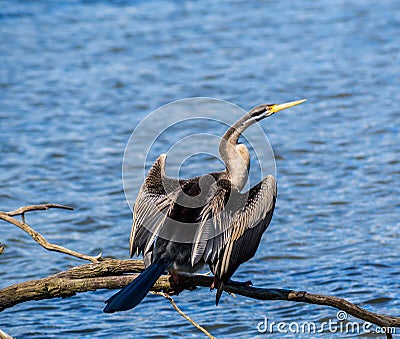 Bird Australasian darter spreads its wings Stock Photo