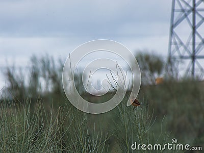 bird autumn outdoors in spain animal nature ornithology nature b Stock Photo