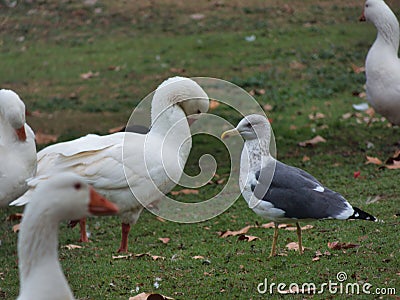 bird autumn outdoors in spain animal nature ornithology nature b Stock Photo