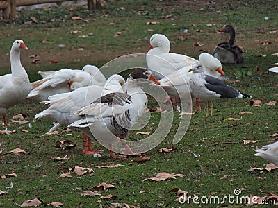 bird autumn outdoors in spain animal nature ornithology nature b Stock Photo