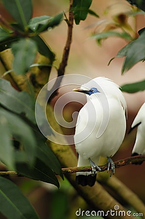 Bird --- Bali Mynah Stock Photo