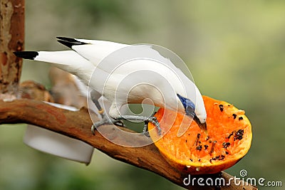 Bird --- Bali Mynah Stock Photo