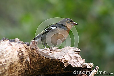 Bird at Barranco de la Galga Stock Photo