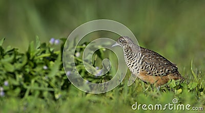 Bird, Barred Buttonquail Turnix suscitator Stock Photo