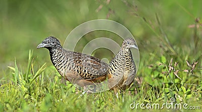 Bird, Barred Buttonquail Turnix suscitator Stock Photo