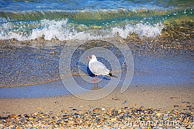 Bird on beach Stock Photo