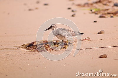 Bird at beach freespace Stock Photo