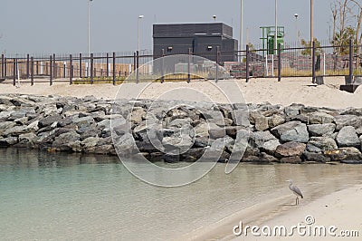 Bird on the beach. Sandy beach in Dubai. United Arab Emirates. Stock Photo