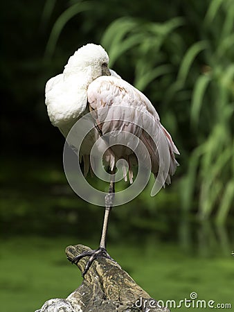 Bird Stock Photo