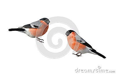 Bird beautiful plump red bullfinch on a branch isolated Stock Photo