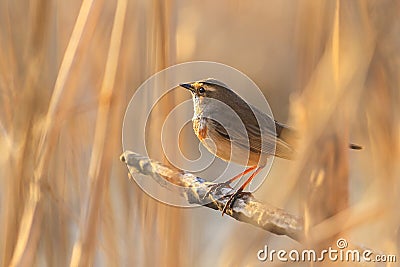 Bird and beautiful sunny bokeh Stock Photo