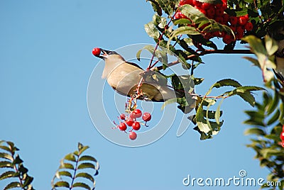 Bird with Berry in its beak Stock Photo