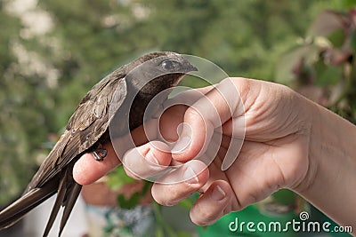 Bird of the black swift on the hand Stock Photo