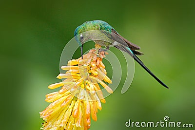 Bird with bloom. Wildlife Ecuador. Hummingbird Long-tailed Sylph eating nectar from beautiful yellow strelicia flower in Ecuador. Stock Photo