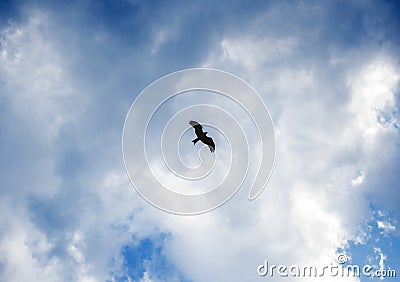 Bird in the blue sky with clouds Stock Photo