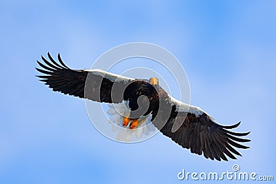 Bird on the blue sky. Steller`s sea eagle, Haliaeetus pelagicus, flying bird of prey, with blue sky in background, Hokkaido, Japan Stock Photo