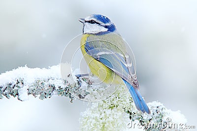 Bird Blue Tit in forest, snowflakes and nice lichen branch. Wildlife scene from nature. Detail portrait of beautiful bird, France, Stock Photo