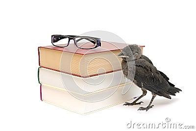 Bird and books isolated on a white background. horizontal photo. Stock Photo