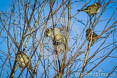 Bird on branch of fruit tree. Stock Photo