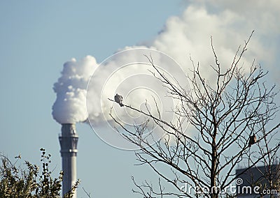 Bird on a branch near a smoking chimney producing greenhouse gasses Stock Photo